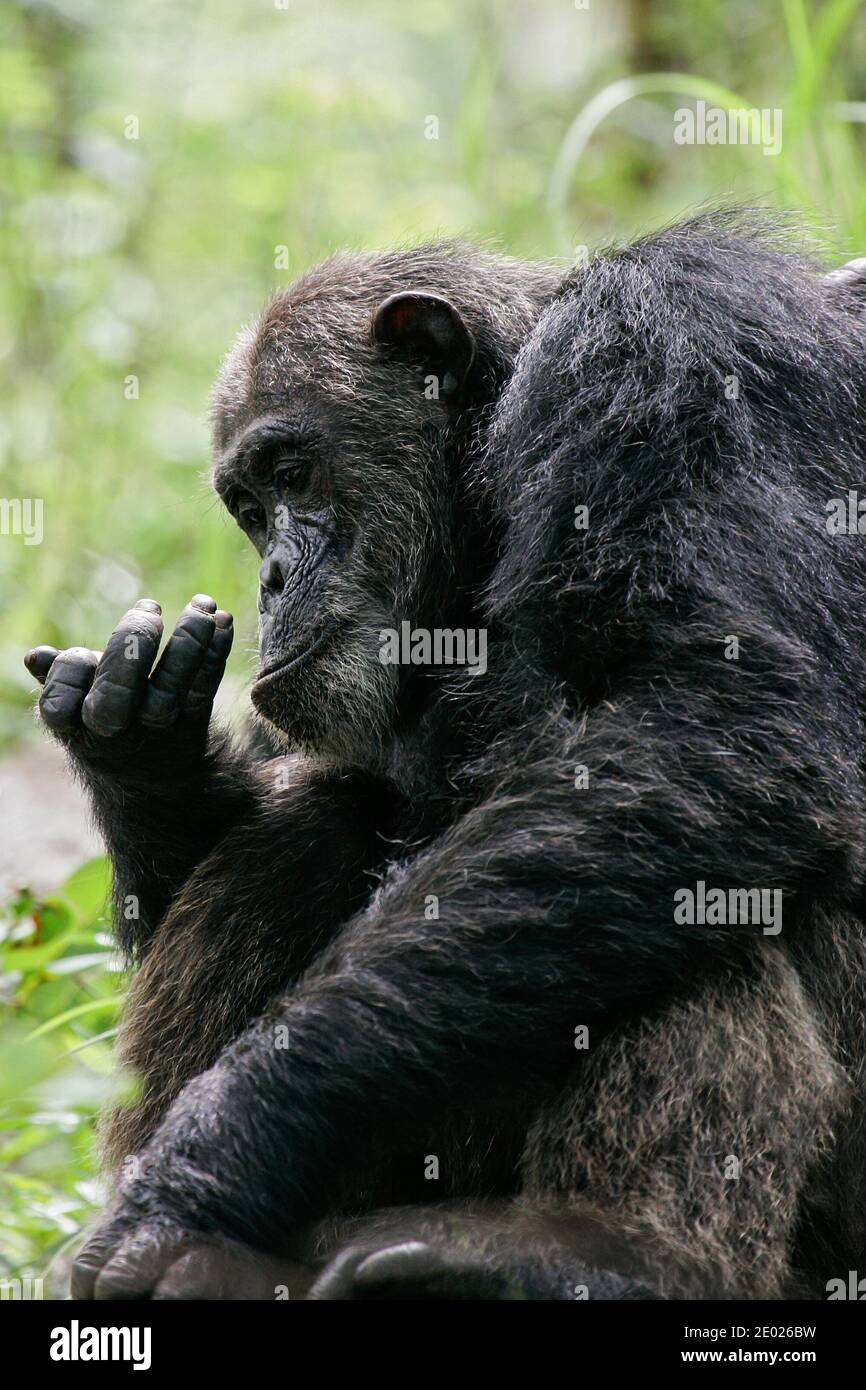 Scimpanzé orientale (Pan troglodytes schweinfurthii) curiosamente studiando qualcosa nelle sue mani, Gombe Stream National Park, Tanzania Foto Stock