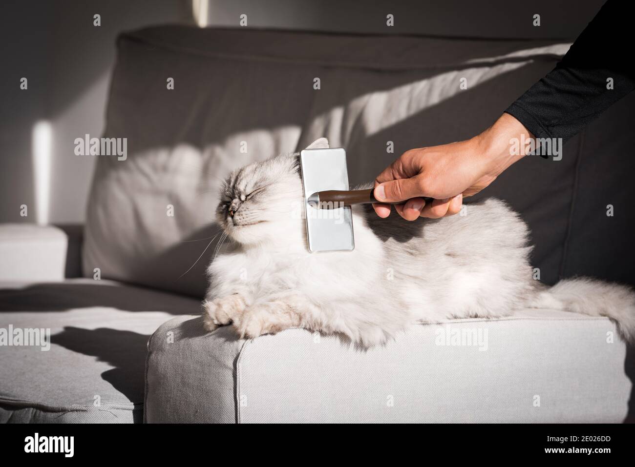 Adorabile gatto dai capelli lunghi godendosi mentre è spazzolato. Uomo che combatte il suo amabile animale domestico. Spazzola a pettine per animali domestici Foto Stock