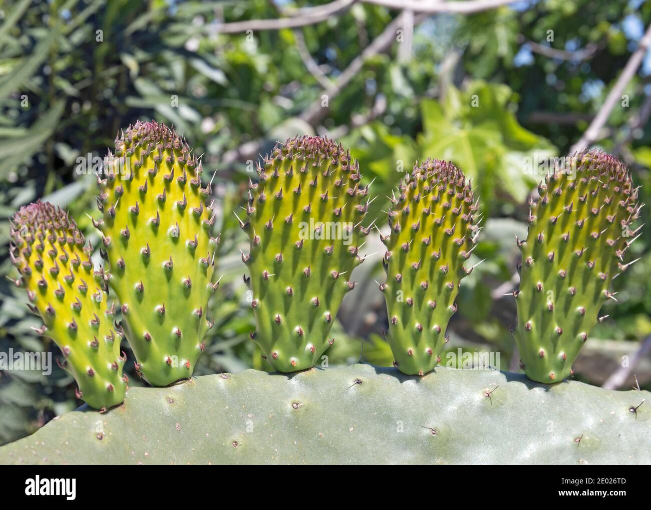 Il cactus della pera di prickly è una pianta commestibile e si sviluppa in America del Sud, Messico, negli Stati Uniti, in Australia e nel Mediterraneo. Foto Stock