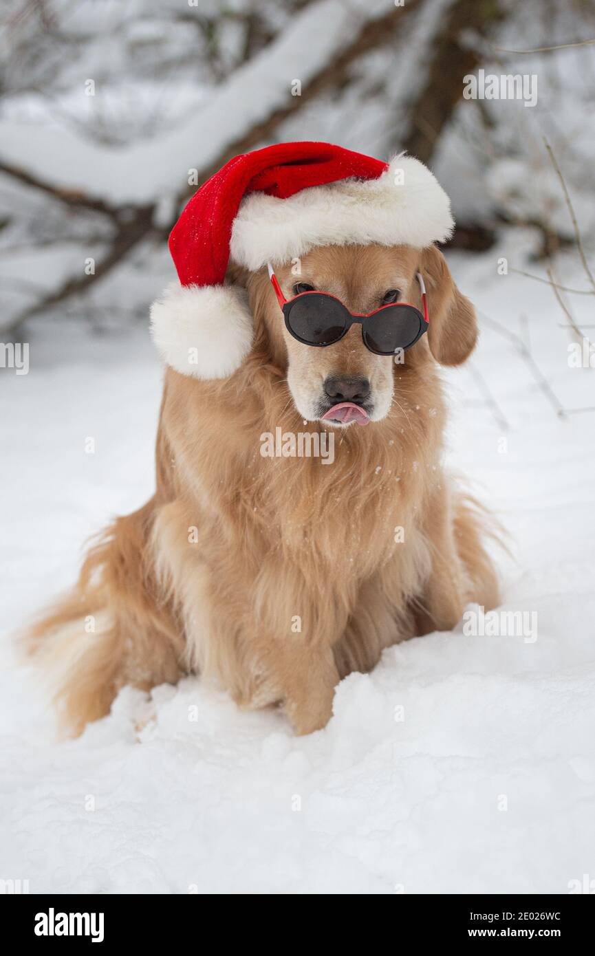 Grande Gufo cornuto Foto Stock