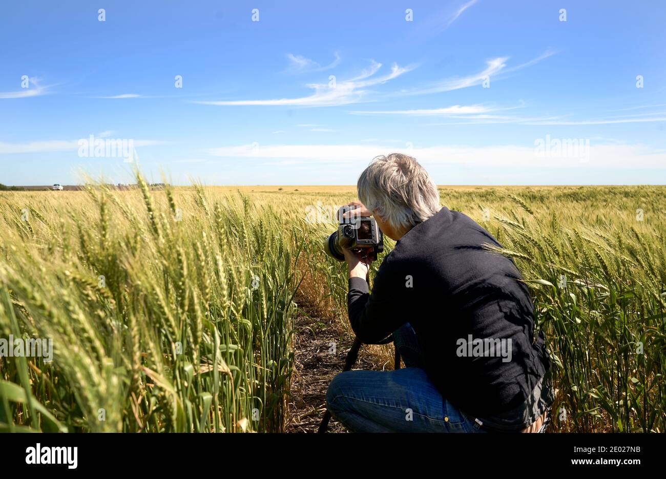 Fotografo che scatta foto in un campo di grano. Uomo che fotografa un campo. Dettagli del campo di grano, pronti per la raccolta. Foto Stock