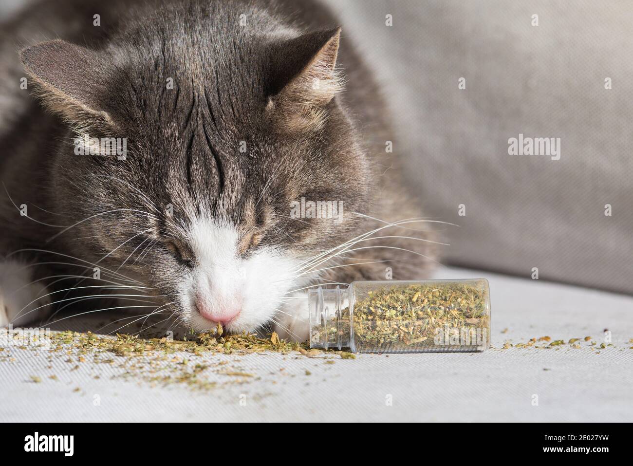 Divertente gatto domestico mangiare e godendo di catnip essiccato Foto Stock
