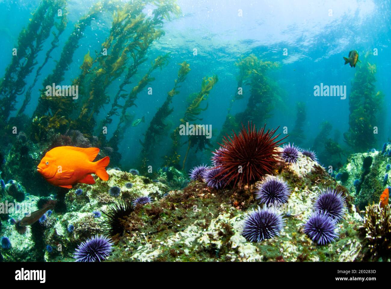 Damselfish Garibaldi (Hypsypops rubicundus) Nuoto nella foresta di kelp nella Manica Isole National Marine Parcheggio Foto Stock