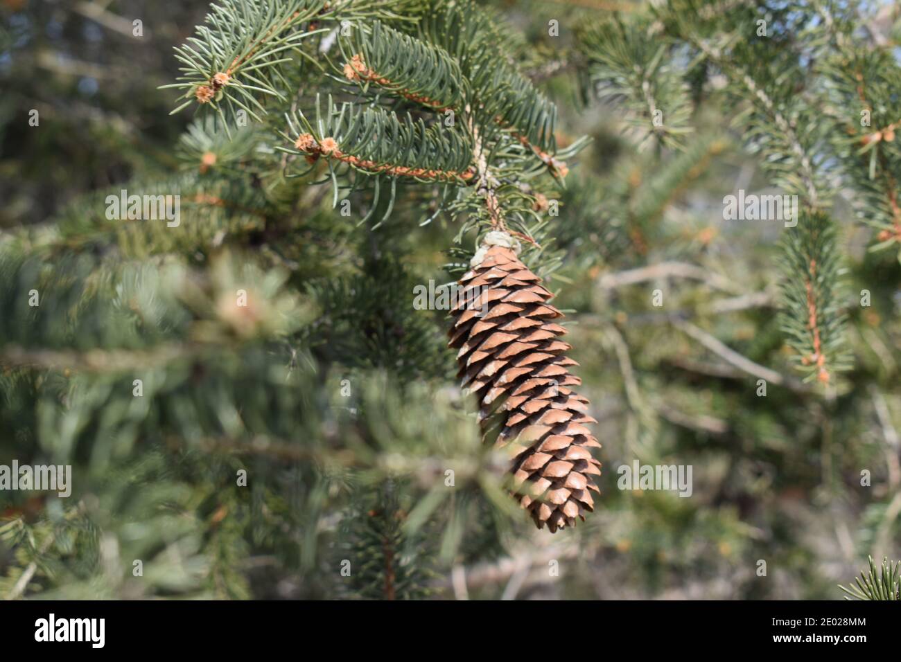 Un cono di pino solo che pende da un ramo di a. pino Foto Stock
