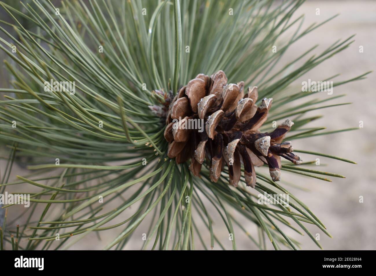 Un primo piano di un cono di pino appeso all'estremità di un ramo. Foto Stock