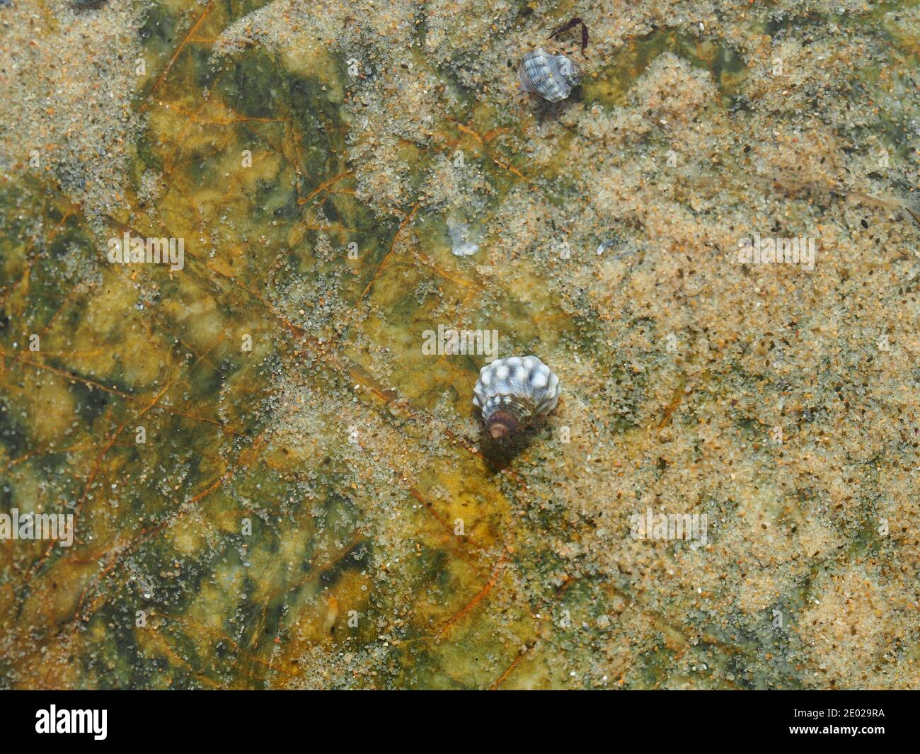 Piccole conchiglie grigie, Piramide Periwinkles, Nodilittorina piramidalis, che ospita lumache di mare, attaccato a rocce in una piscina di roccia di mare, Sawtell Australia Foto Stock