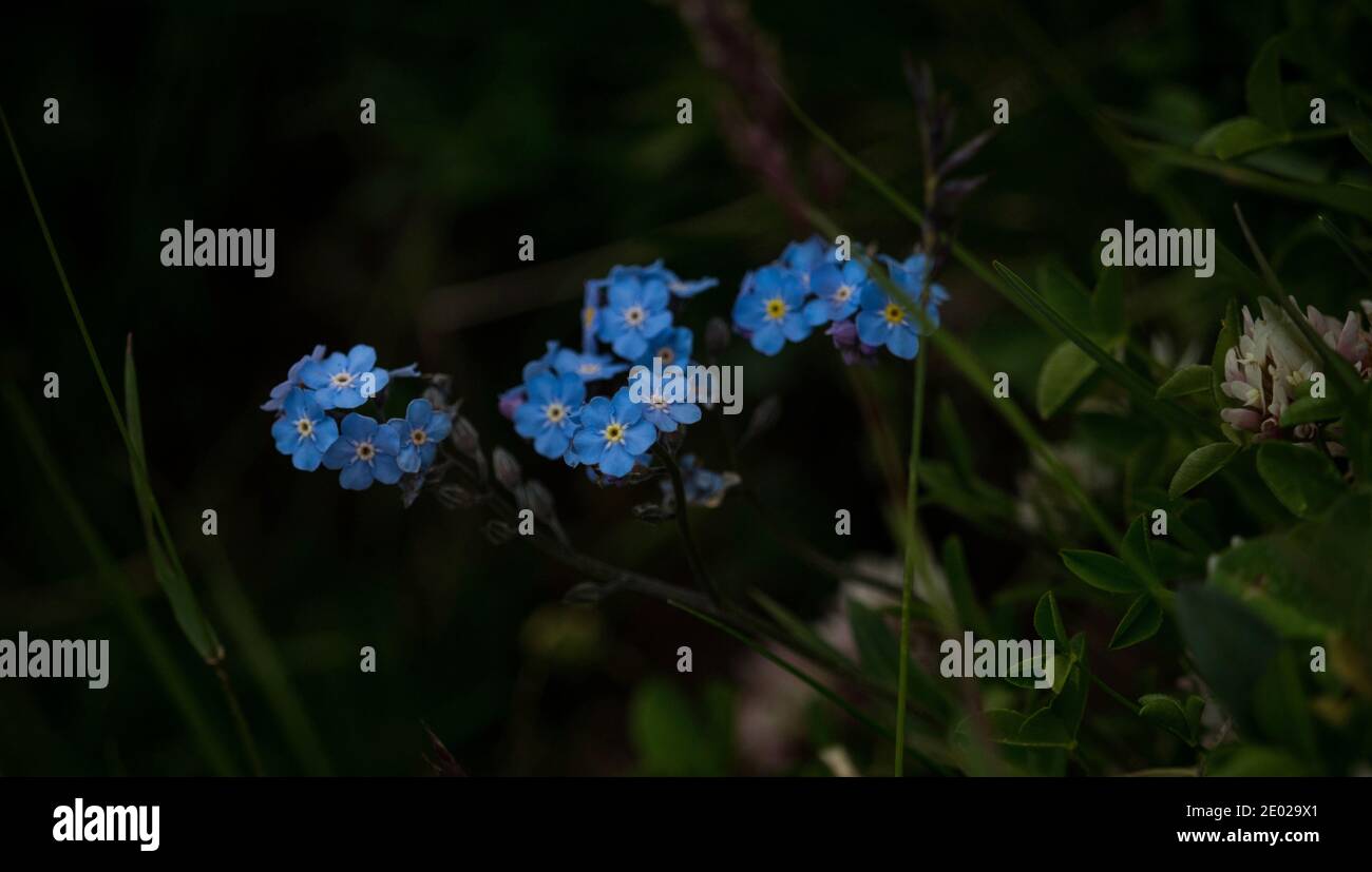 Primo piano di alpina Forget-me-not Myosotis alpestris fiore pianta in Alpstein alpi montagne Appenzell in Svizzera Foto Stock