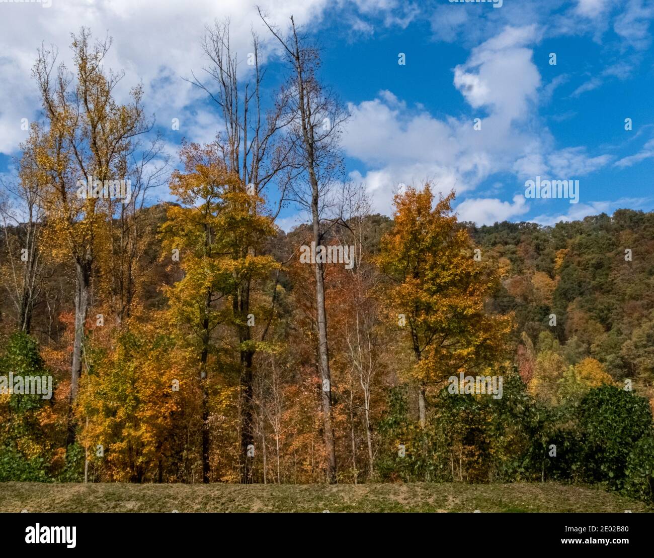 Splendidi alberi colorati di autunno Foto Stock