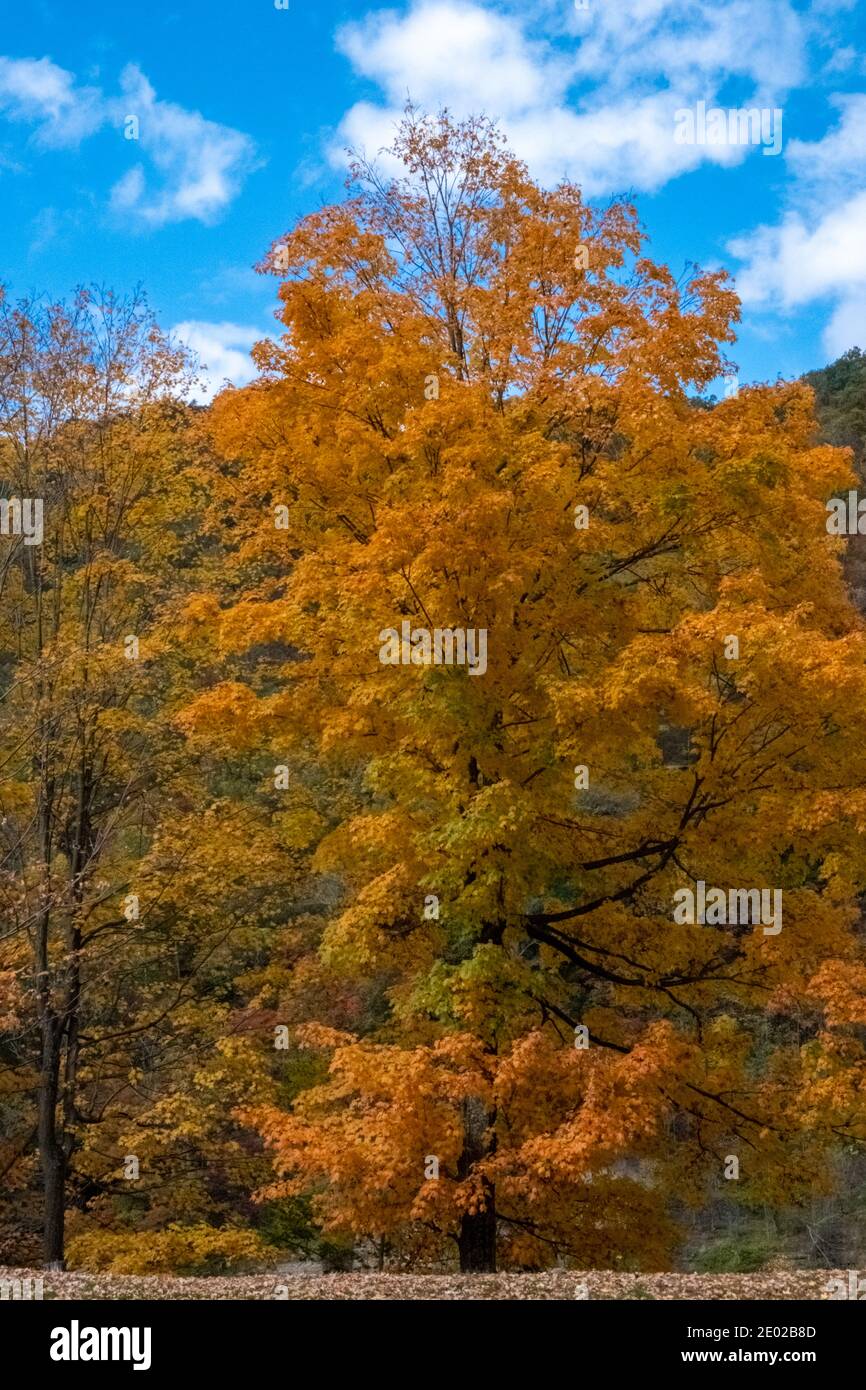 Splendidi alberi colorati di autunno Foto Stock