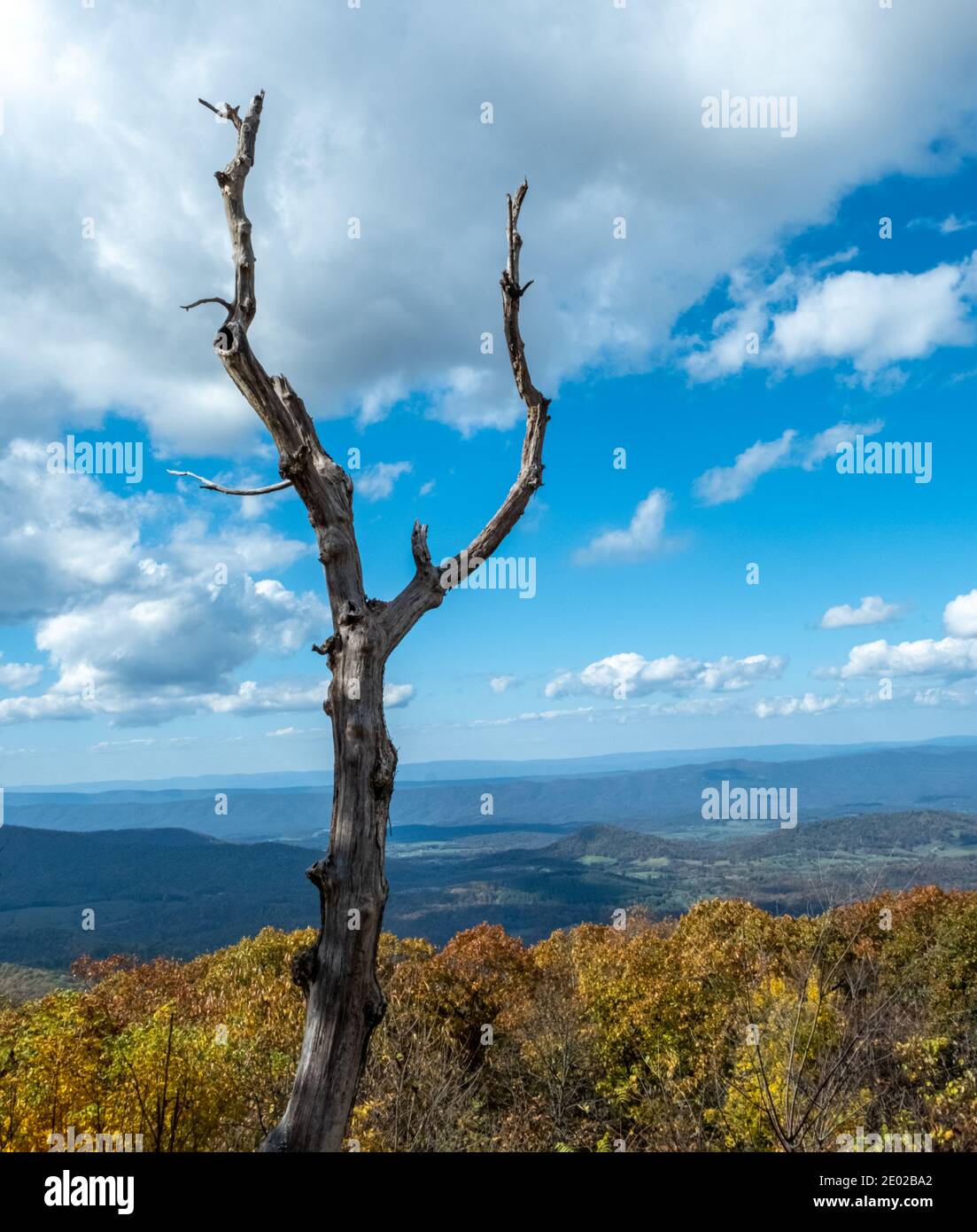 Lonely Dead Tree Skyline Drive Foto Stock