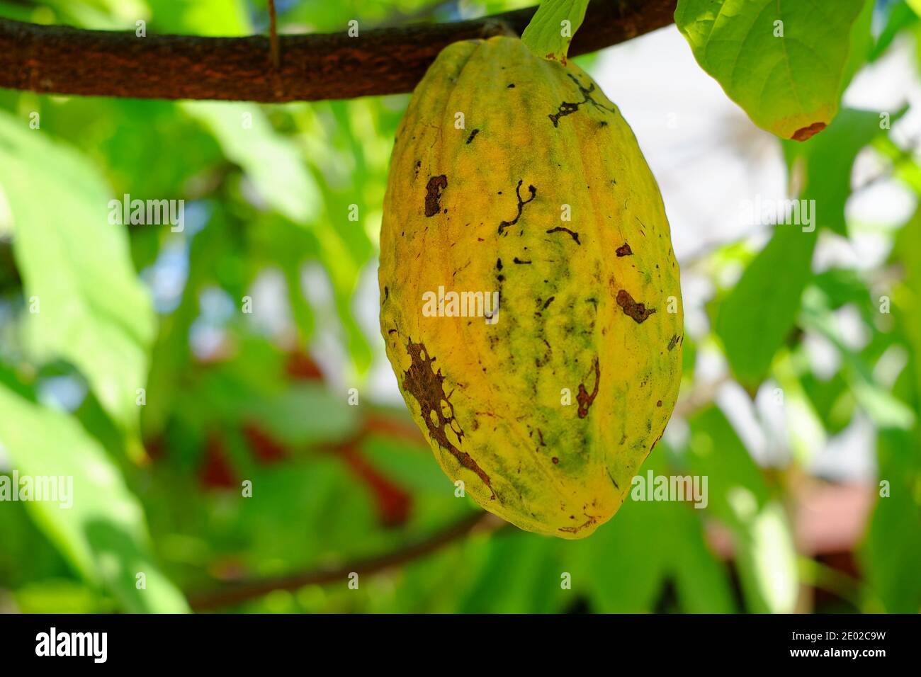 Un pod di cacao giallo maturo un ramo in una piantagione di cacao in una giornata di sole, pronto per essere raccolto e fatto in polvere di cioccolato. Foto Stock