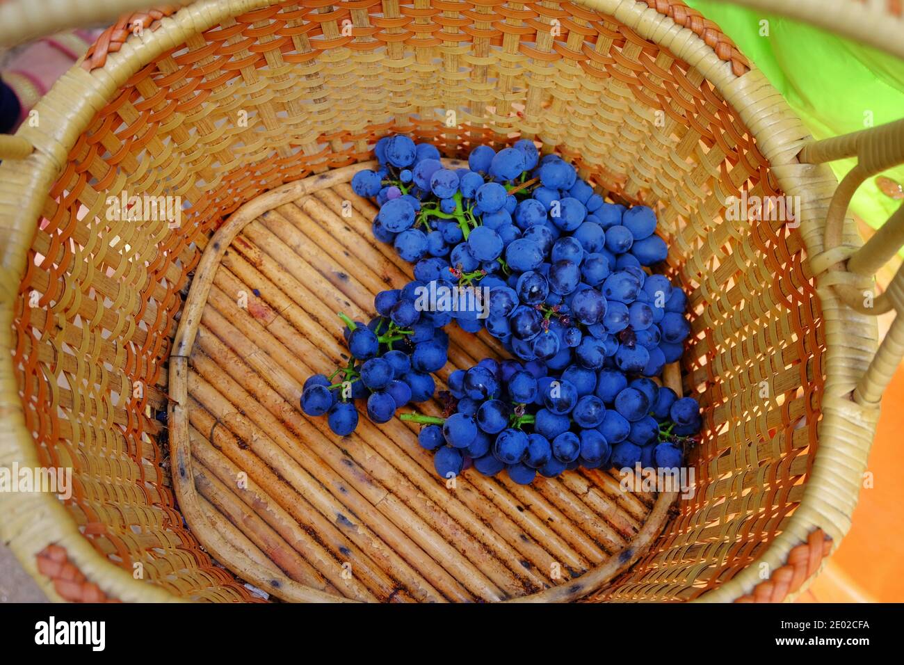 Un grappolo di uve rosse mature da raccogliere e mettere in un cesto di legno. Foto Stock