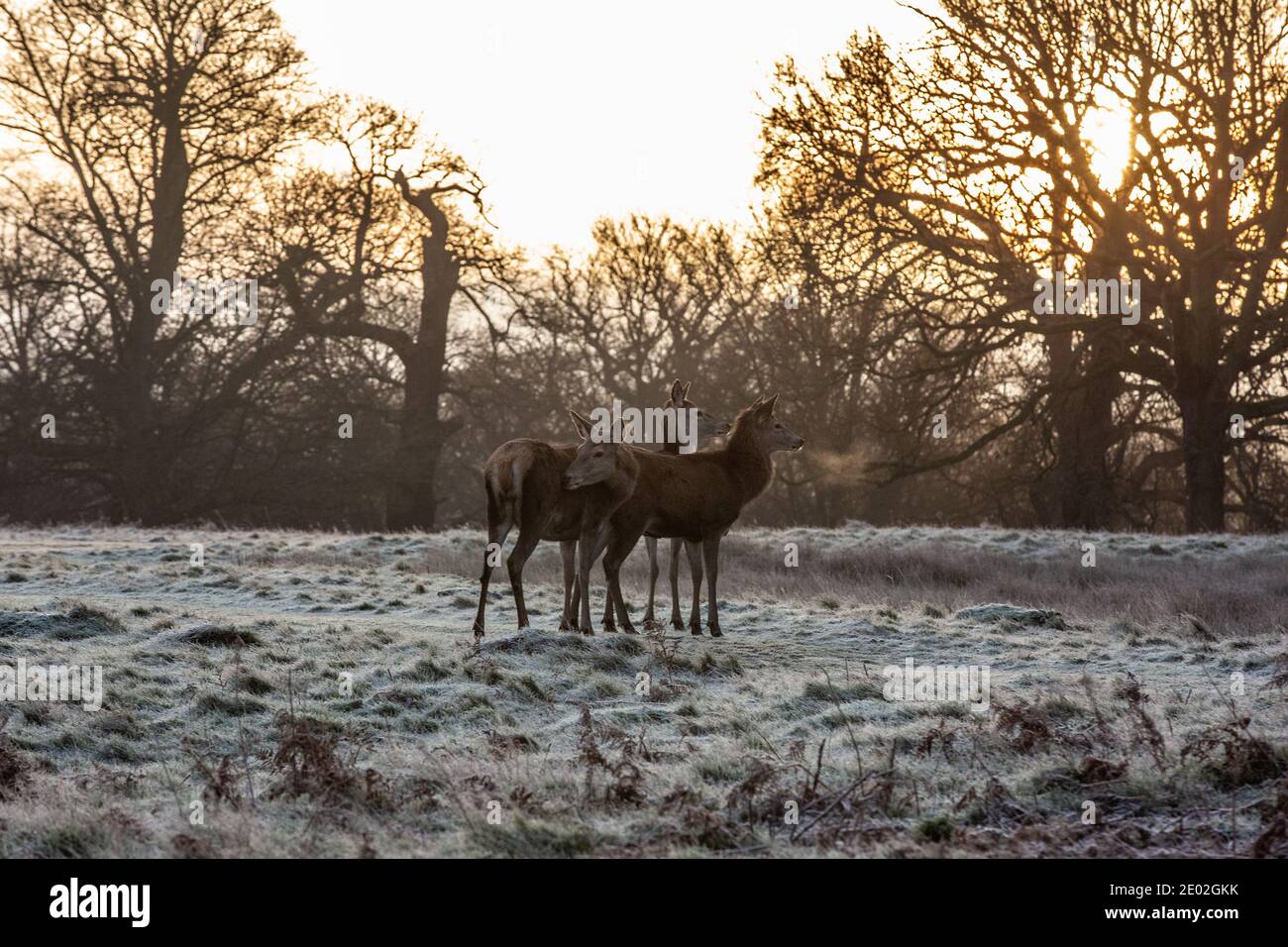 Young Red Deer in un inverno gelido mattina di dicembre a Richmond Park, London Borough of Richmond Upon Thames, Inghilterra, Regno Unito Foto Stock