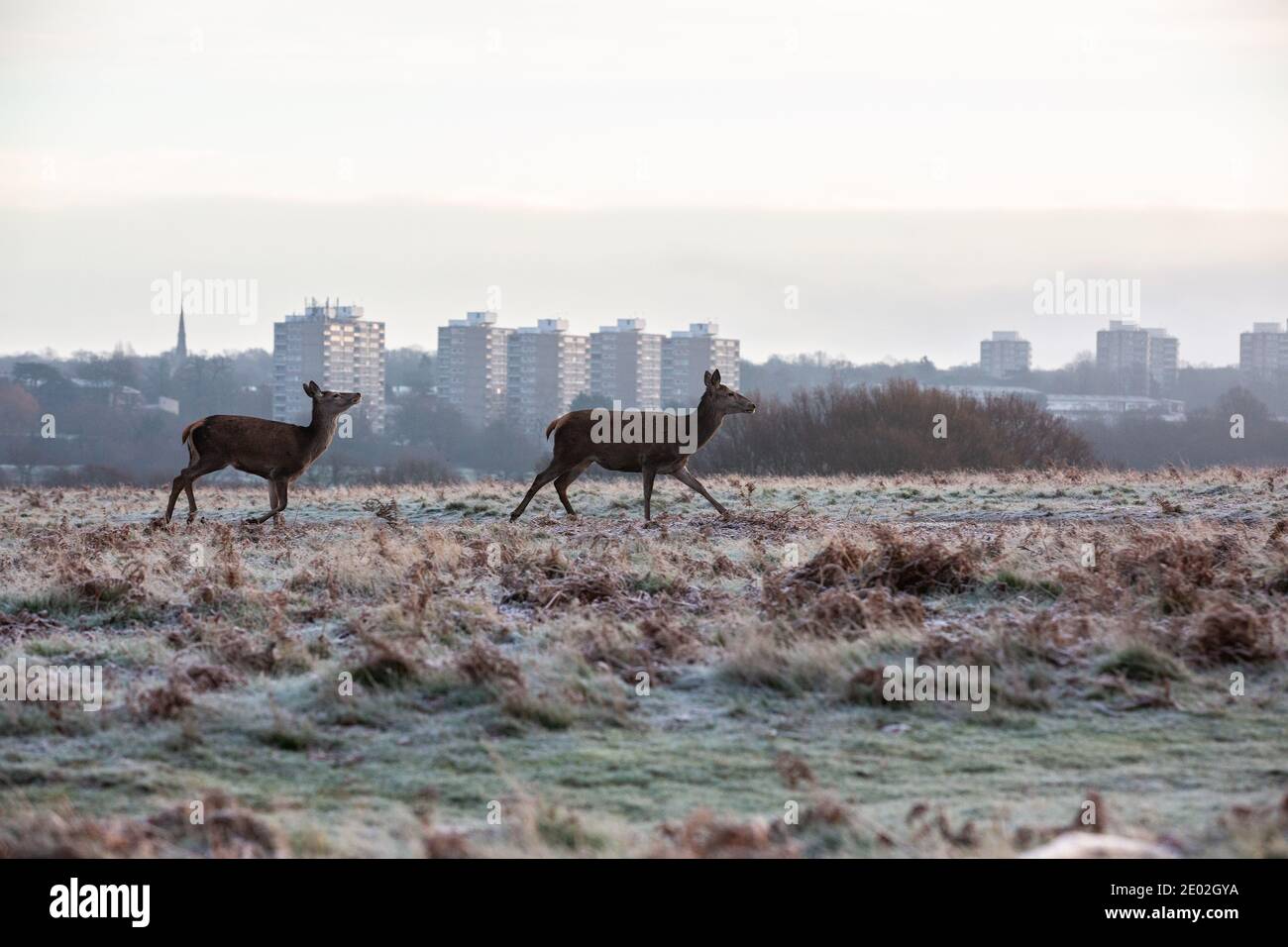 Young Red Deer in un inverno gelido mattina di dicembre a Richmond Park, London Borough of Richmond Upon Thames, Inghilterra, Regno Unito Foto Stock