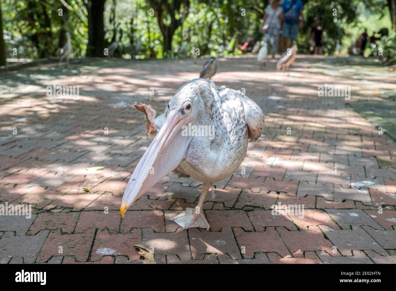 MALESIA, KUALA LUMPUR, 07 GENNAIO 2018: Primo piano di un pellicano marrone che cammina su una strada nel Parco degli Uccelli di Kuala Lumpur Foto Stock