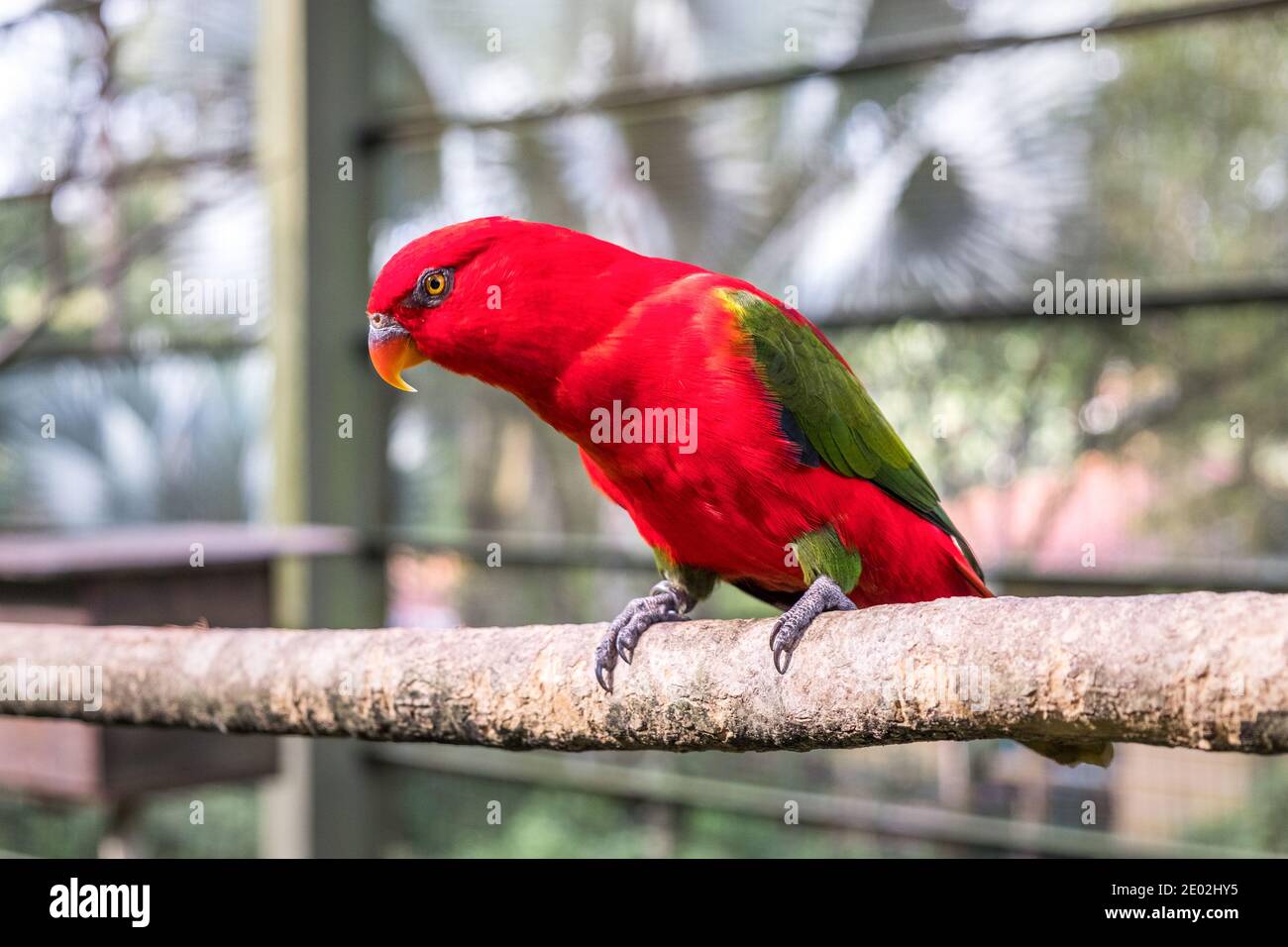 MALESIA, KUALA LUMPUR, 07 GENNAIO 2018: Primo piano di una loria che catterra seduta in una voliera. Pappagallo verde rosso nel Parco degli Uccelli di Kuala Lumpur Foto Stock