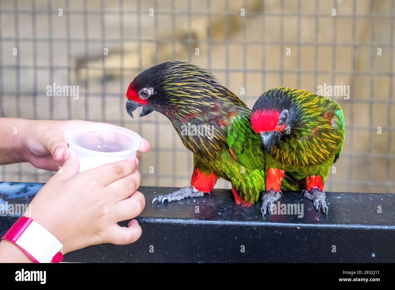 MALESIA, KUALA LUMPUR, 07 GENNAIO 2018: Due pappagalli multicolore verde-rosso si nutrono dalle mani di un bambino nel Parco degli Uccelli di Kuala Lumpur Foto Stock