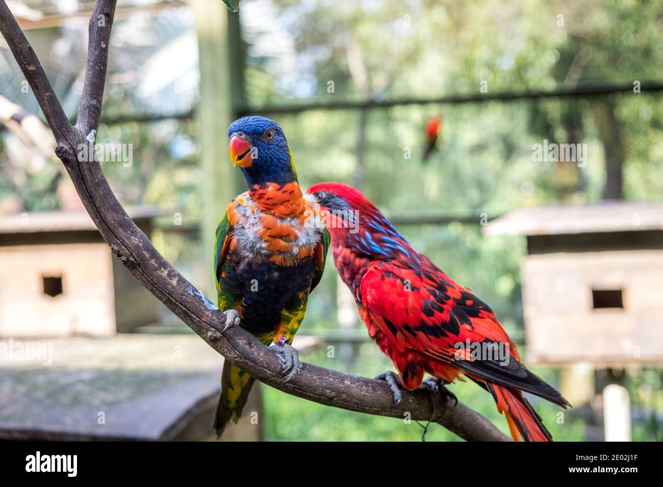 MALESIA, KUALA LUMPUR, 07 GENNAIO 2018: Due pappagalli sono seduti su un ramo nella voliera. Rainbow e Red Loris nel Parco degli Uccelli di Kuala Lumpur. Foto Stock