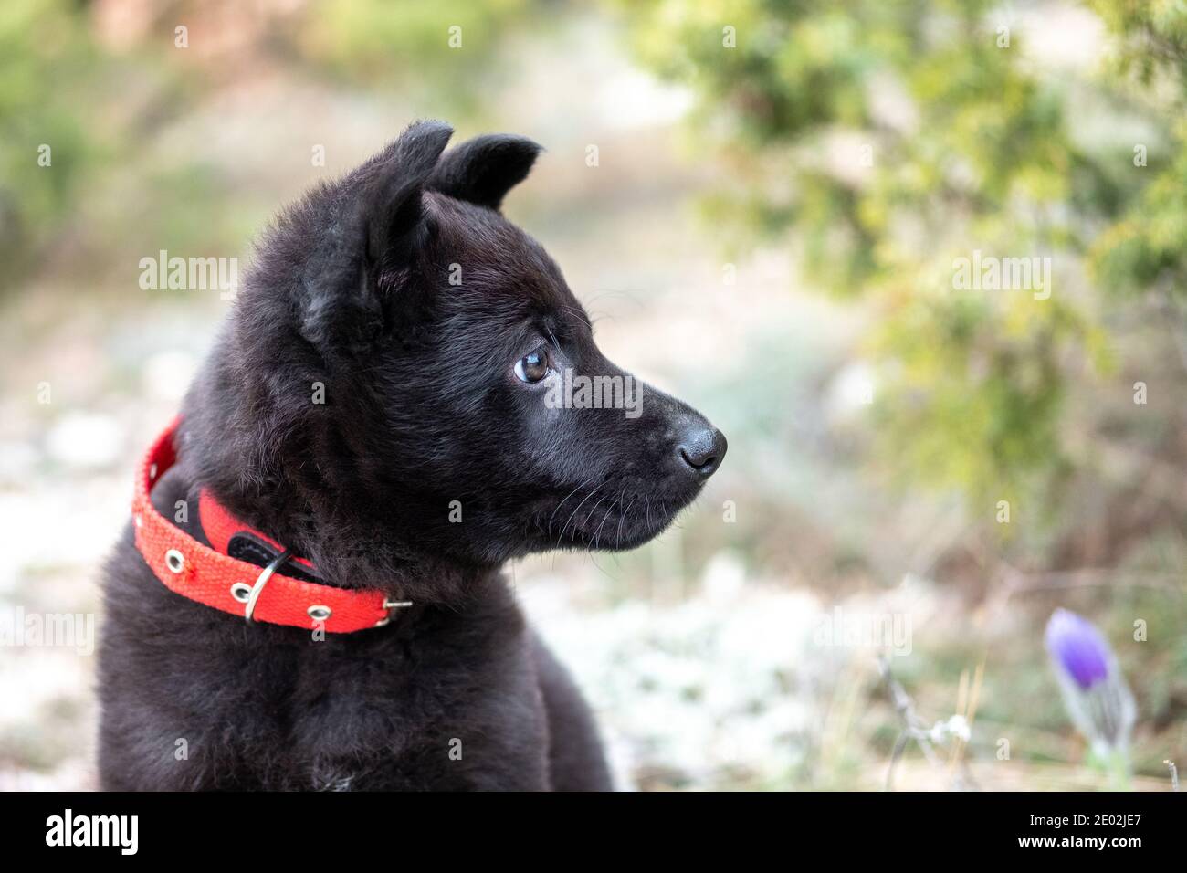 Un ritratto in primo piano di un simpatico cucciolo di pastore tedesco nero con un collare rosso sulla natura. Foto Stock