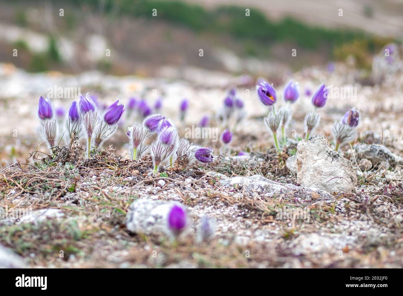 Glade di bella pasque-fiore viola su un pendio di collina. Foto Stock