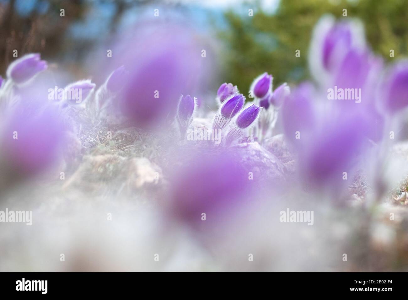 Glade di bella viola pasque-fiore. Immagine con primo piano sfocato. Foto Stock