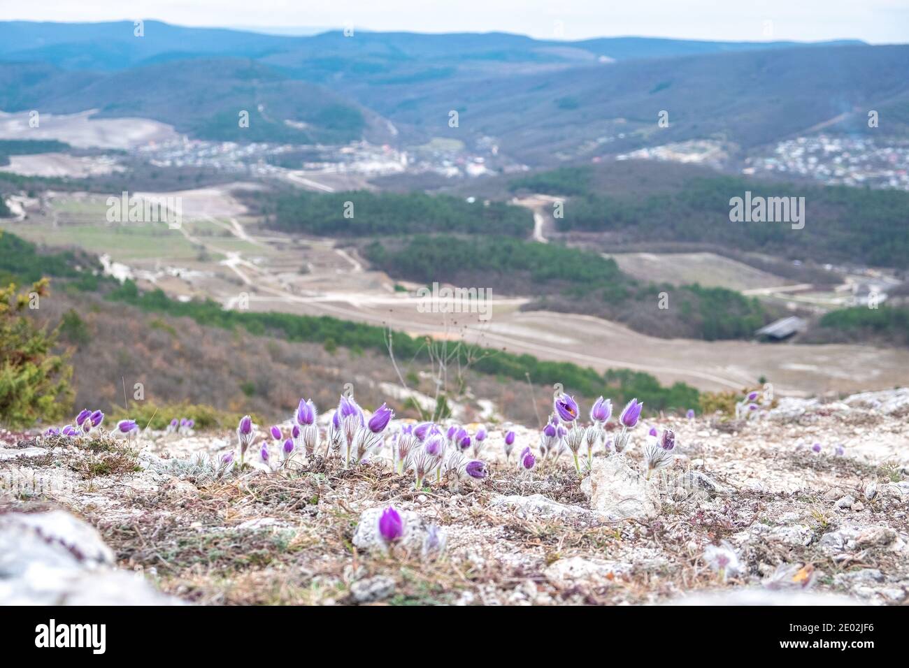 Primavera pasque-fiore crescere su un pendio sullo sfondo delle montagne. Foto Stock