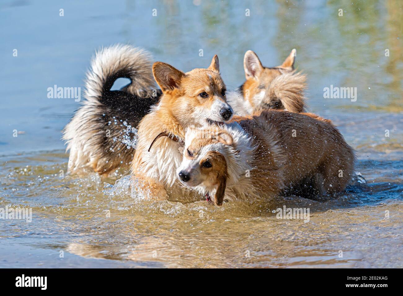Diversi cani di Corgi gallesi felici che giocano e saltano nel acqua sulla spiaggia di sabbia Foto Stock
