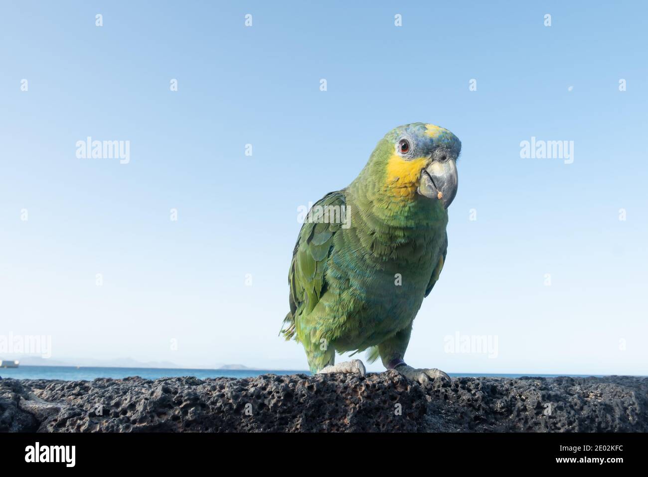 Pappagallo multicolore su roccia vulcanica, di fronte al mare su playa blanca, Lanzarote, Isole Canarie, Spagna. Foto Stock