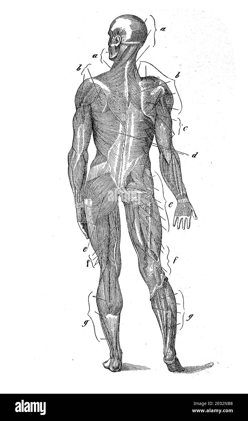 Medicina, anatomia, sistema muscolare dell'uomo, da dietro, illustrazione dal 1880 / Medizin, Anatomia, Muskelsystem des Menschen, von hinten, Illustrazione aus 1880, Historisch, storico, digitale riproduzione migliorata di un originale del 19 ° secolo / digitale Reproduktion einer Originalvollage aus dem 19. Jahrhundert Foto Stock