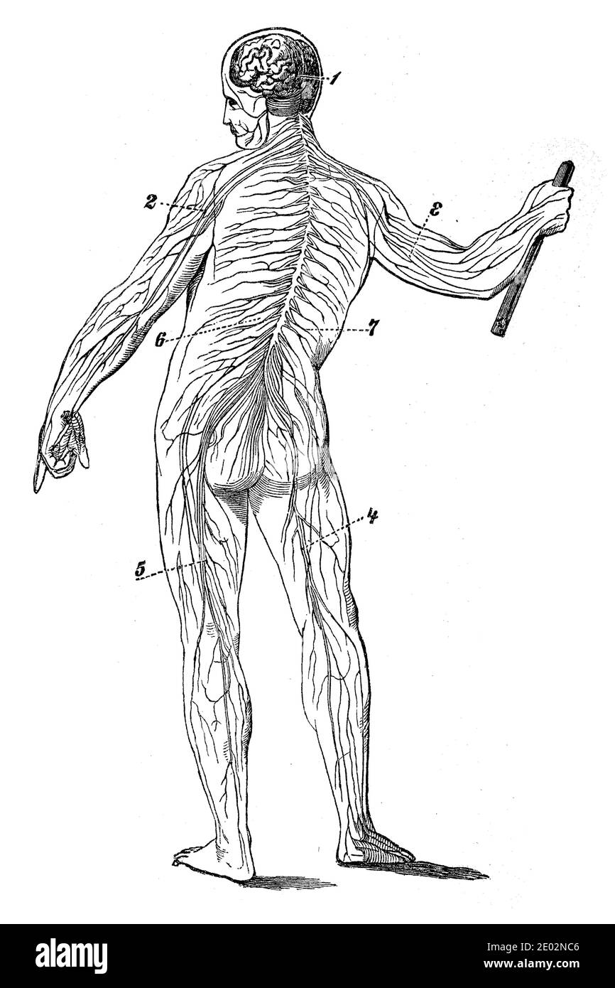 Medicina, anatomia, il sistema nervoso dell'uomo, nervi, illustrazione dal 1880 / Medizin, Anatomia, das Nervensystem des Menschen, Nerven, Illustrazione aus 1880, Historisch, storico, digitale riproduzione migliorata di un originale del 19 ° secolo / digitale Reproduktion einer Originalvollage aus dem 19. Jahrhundert Foto Stock