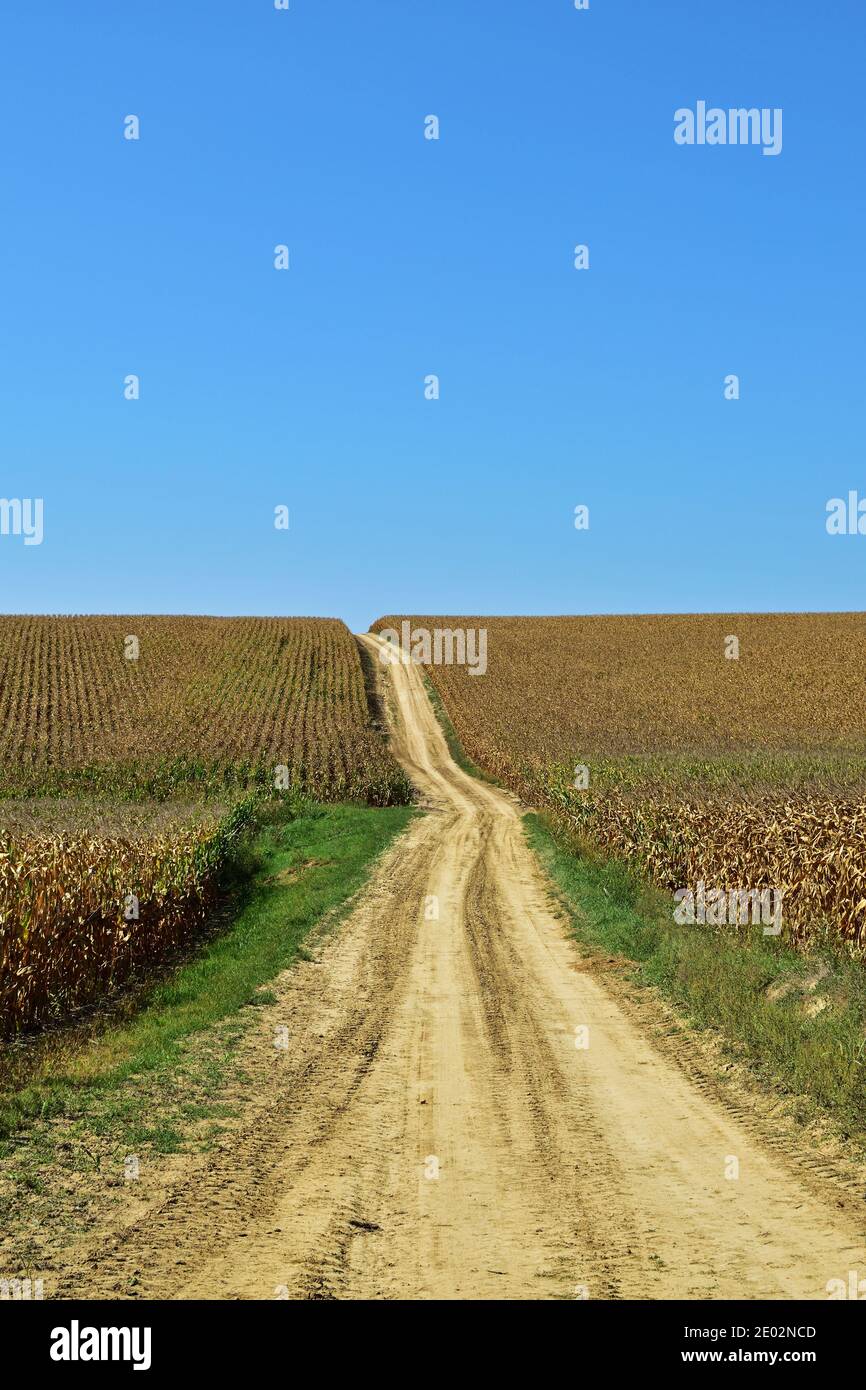 Campi di mais lungo una strada sterrata a Regoly, l'Ungheria rurale a metà settembre Foto Stock