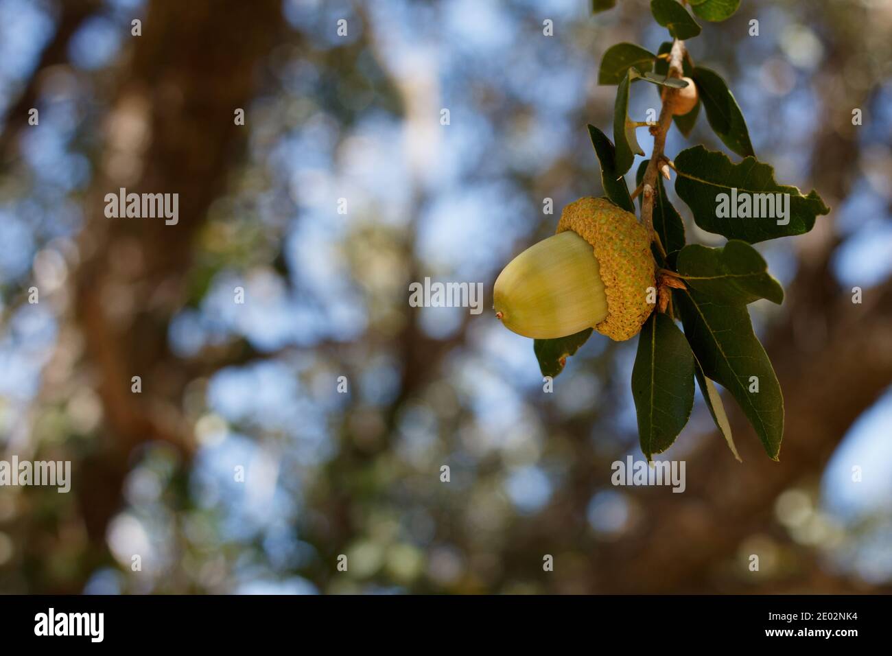 Verde acorno immaturo, Canyon Live Oak, Quercus Chrysolepis, Fagaceae, arbusto arborescente nativo, San Jacinto Montagne, Peninsular Ranges, Autunno. Foto Stock