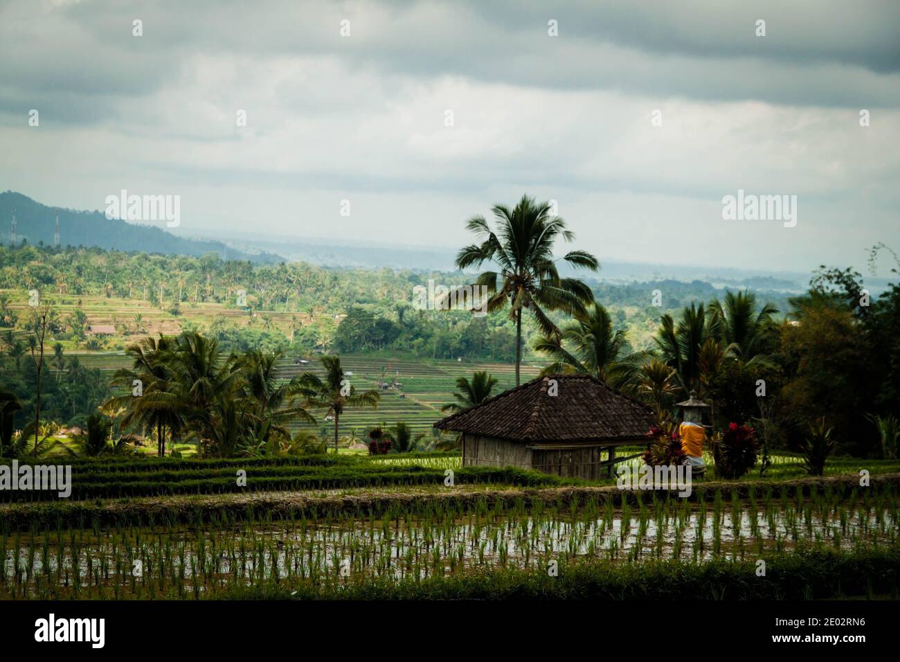 Una delle attrazioni turistiche più famose di Bali, la terrazza del riso di Jatiluwih Foto Stock