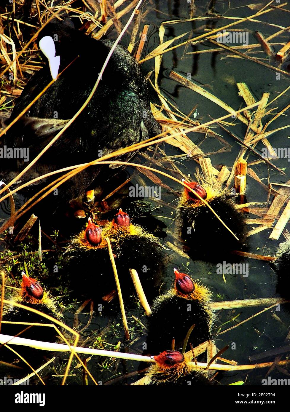 Illustrazione di supporti misti opera d'arte di un comune coot (Fulica atra) madre su nido in un letto di canna circondato da fame Pulcini AKA Eurasian Australian Coot Foto Stock