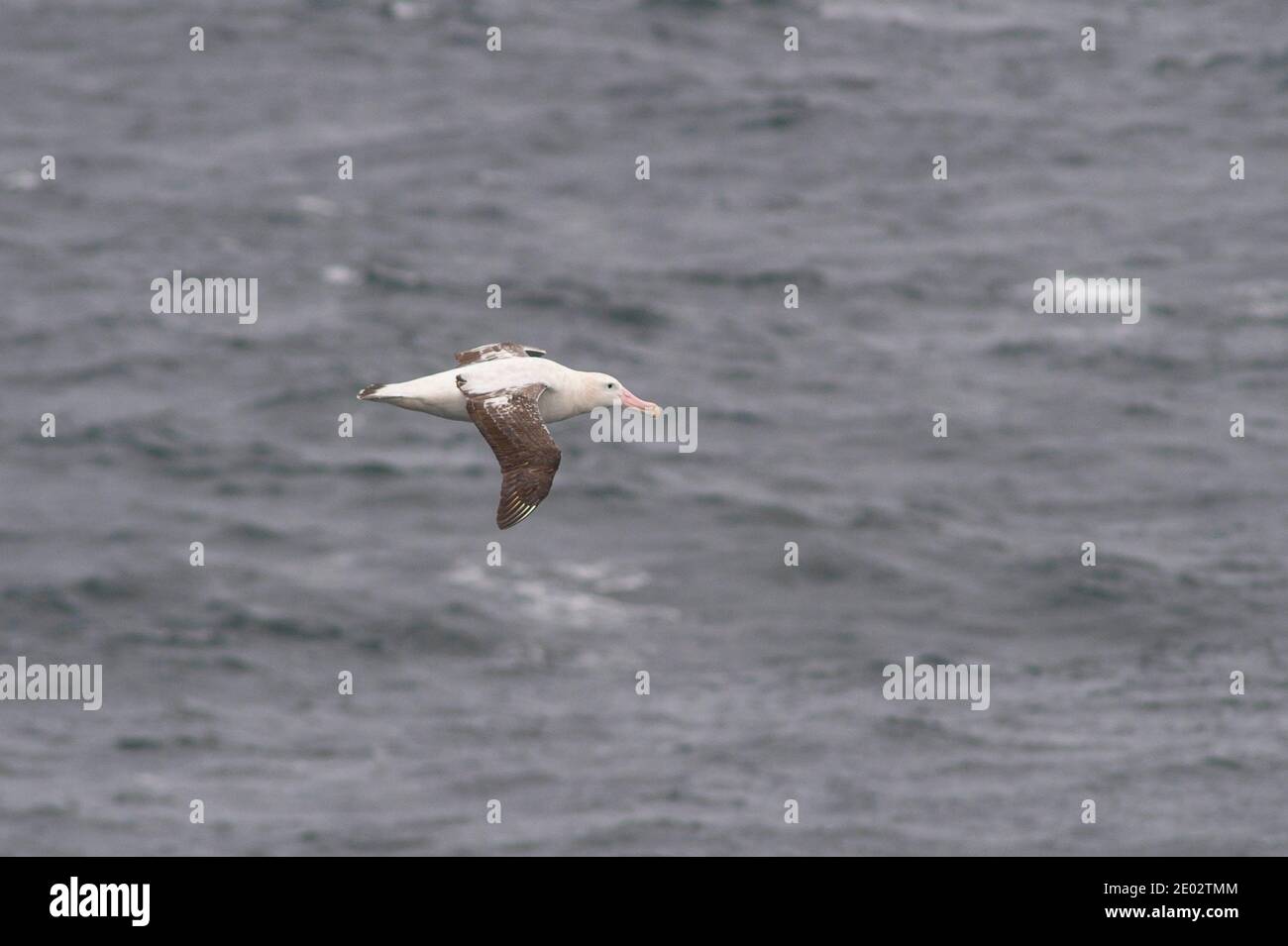 Vagare Albatross fuori Antartico Diomedea exulans Foto Stock