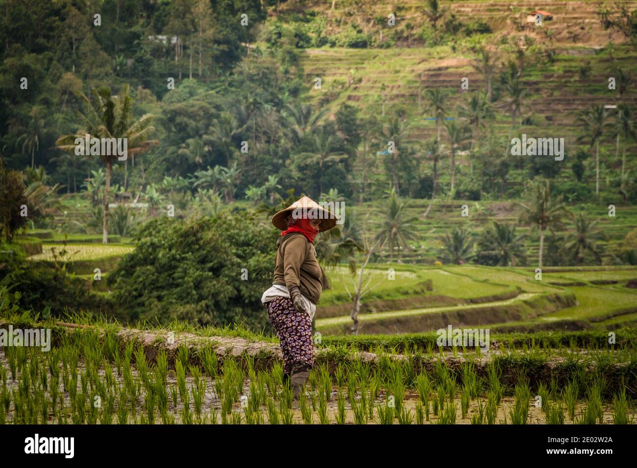 Donna in abiti tradizionali sta lavorando nei campi di riso A Bali Foto Stock