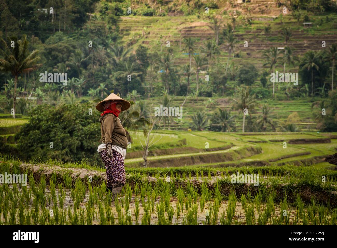 Coltivatore di riso locale a Jatiluwih Rice Terrace a Bali Foto Stock