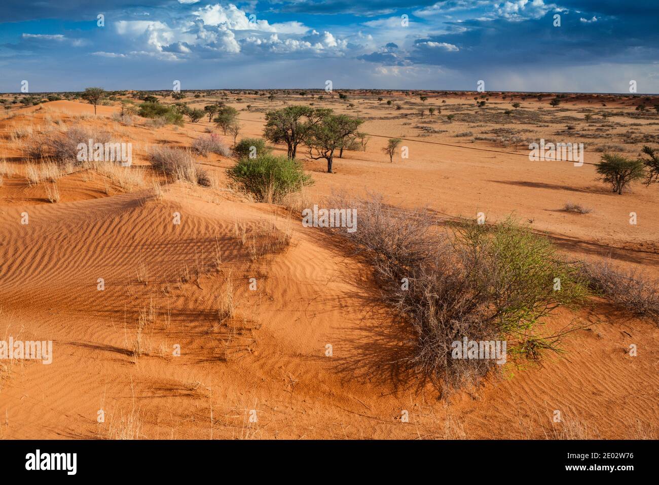 Paesaggio desertico vicino Kalkrand, Bacino di Kalahari, Namibia Foto Stock