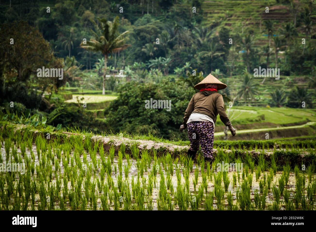 Donna balinese con abiti tradizionali e cappello di paglia in funzione Le risaie a Jatiluwih Rice Terrace Foto Stock