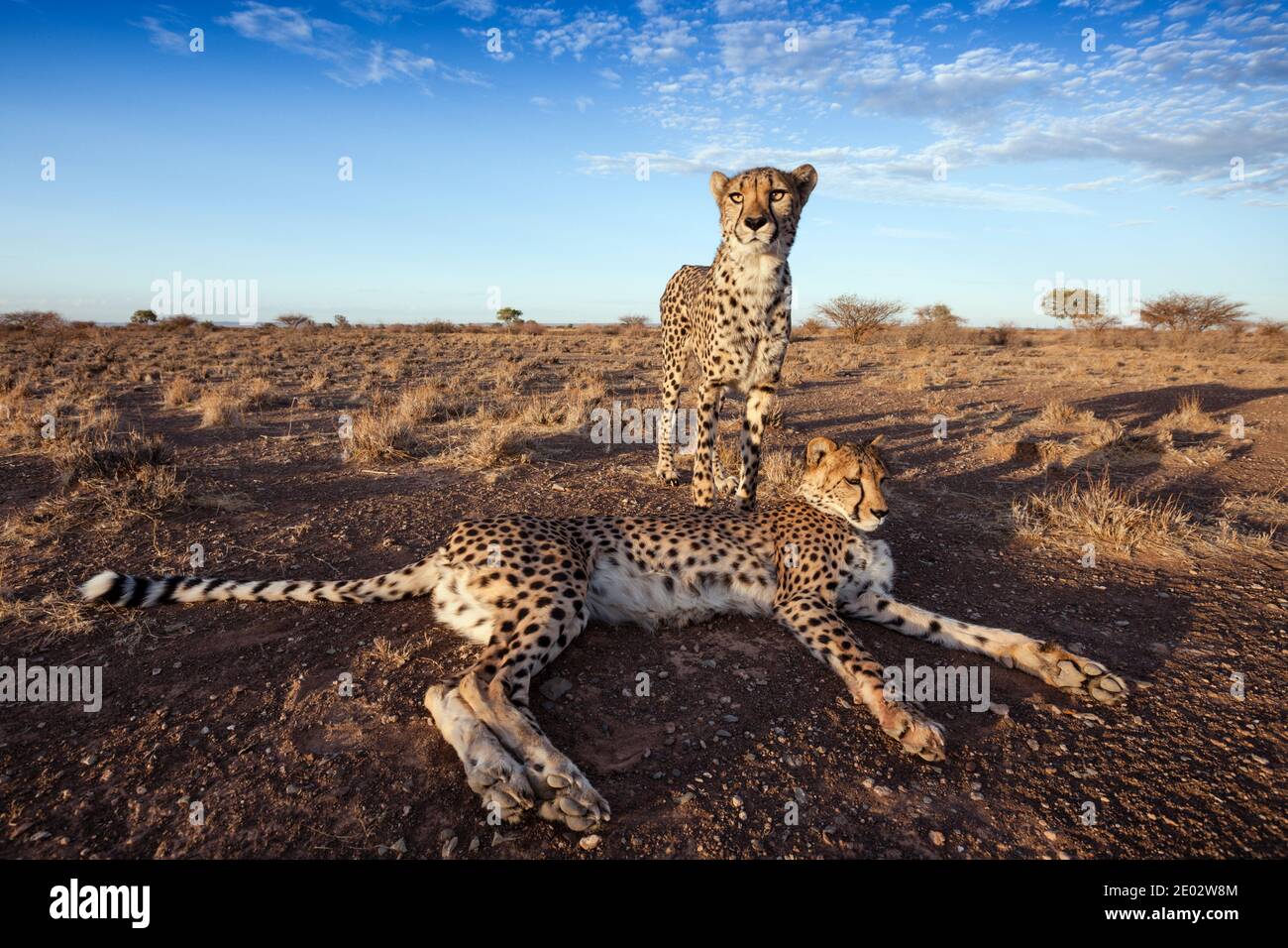 Maschio subadulto Cheetah, Acinonyx jubatus, Kalahari Basin, Namibia Foto Stock