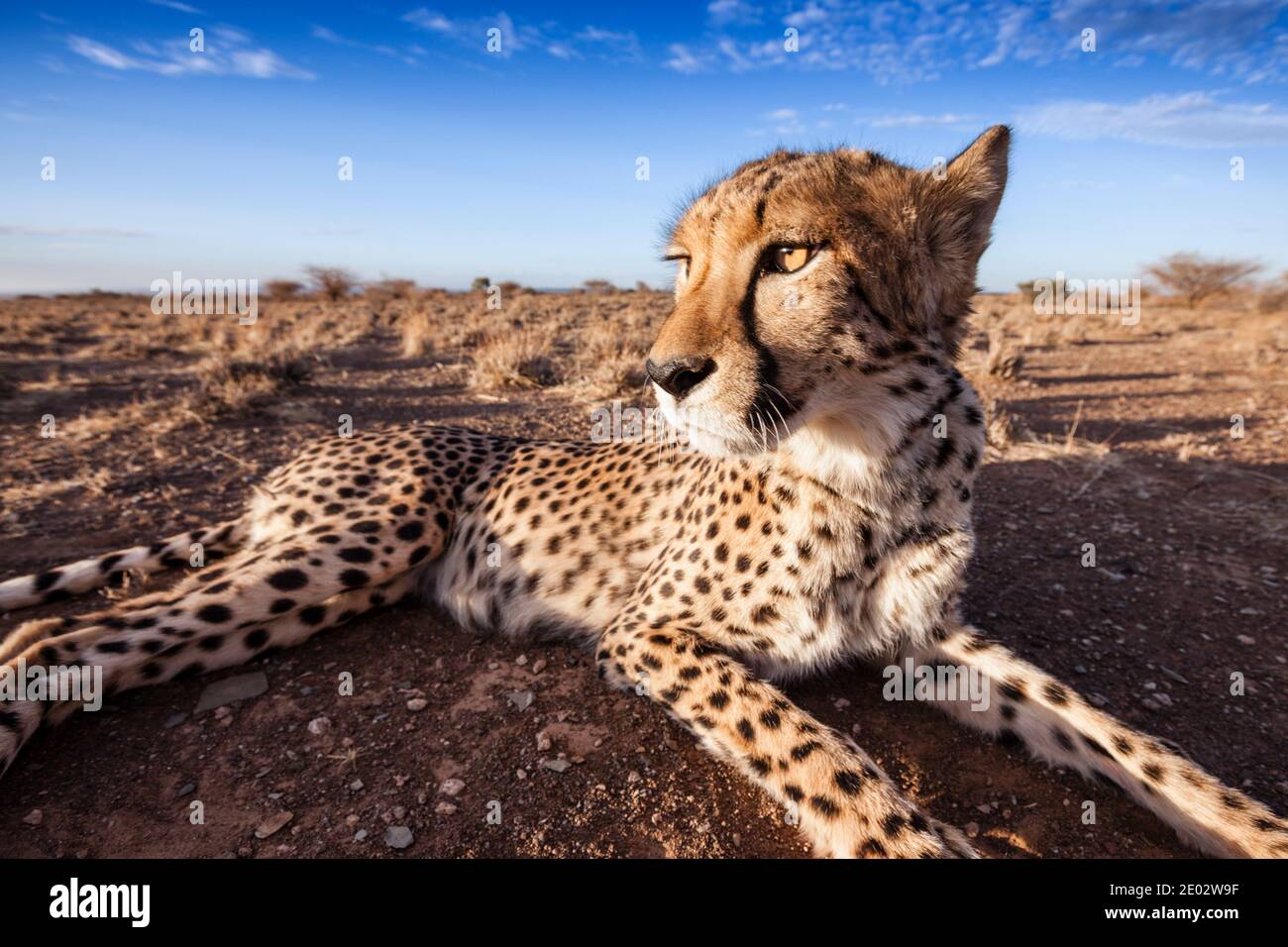 Maschio subadulto Cheetah, Acinonyx jubatus, Kalahari Basin, Namibia Foto Stock