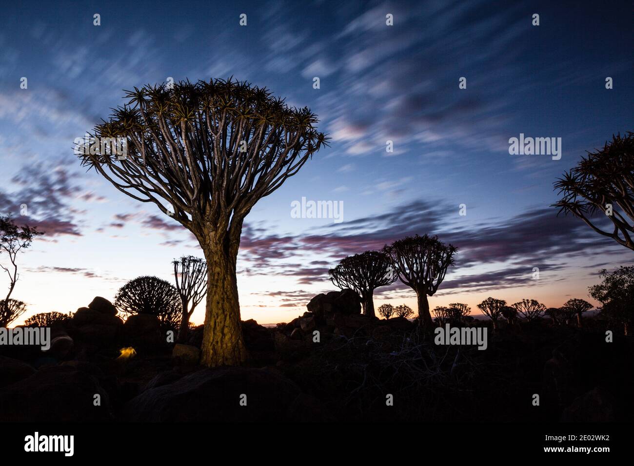 Foresta di Quivertree all'alba, dicotomum di Aloidendron, Keetmanshoop, Namibia Foto Stock