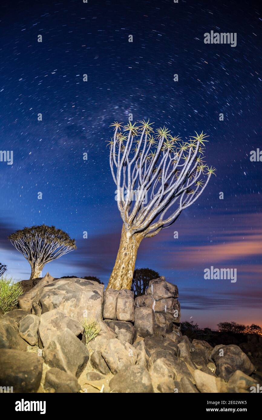 Via Milky sopra la foresta di Quivertree di notte, Aloidendron dicotomum, Keetmanshoop, Namibia Foto Stock