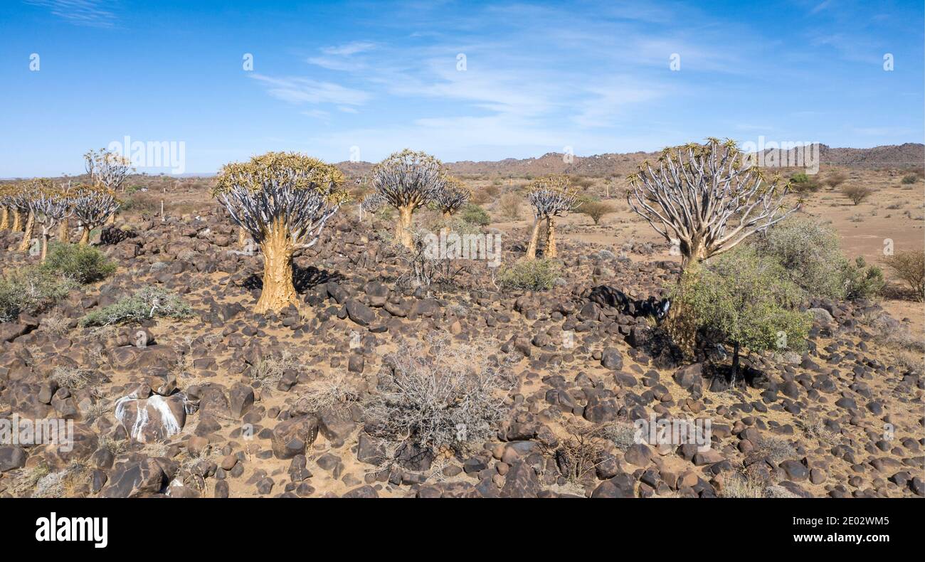 Impressioni di Quivertree Forest, Aloidendron dicotomum, Keetmanshoop, Namibia Foto Stock