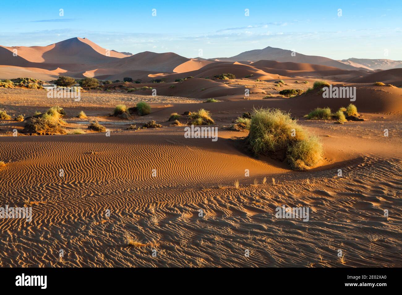 Dune nella zona di Sossusvlei, Namib Naukluft Park, Namibia Foto Stock