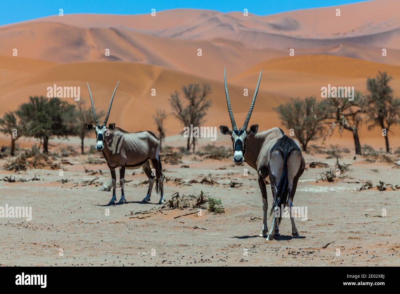 Oryx sudafricano a Sossusvlei, Oryx gazella, Namib Naukluft Park, Namibia Foto Stock