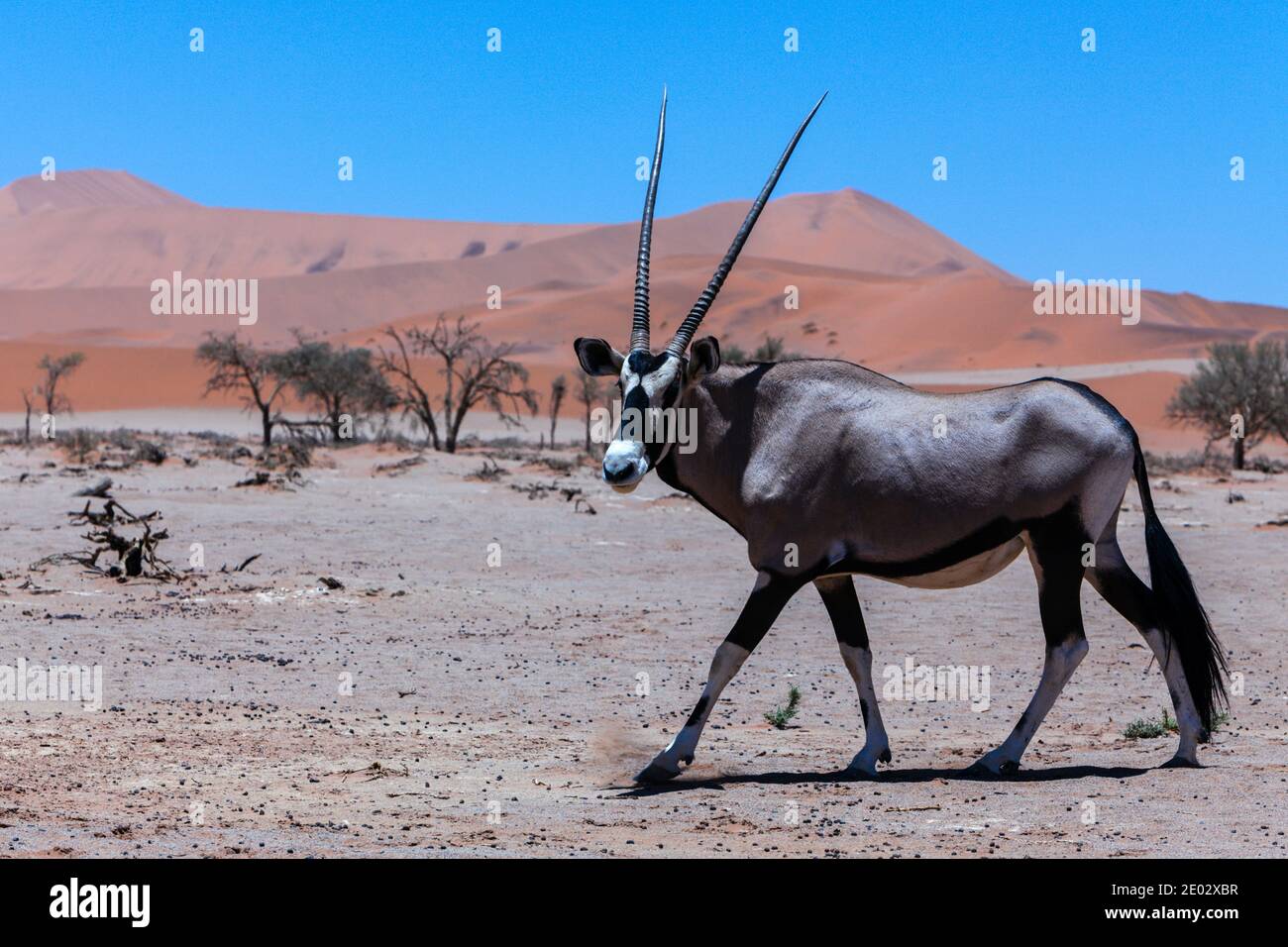 Oryx sudafricano a Sossusvlei, Oryx gazella, Namib Naukluft Park, Namibia Foto Stock