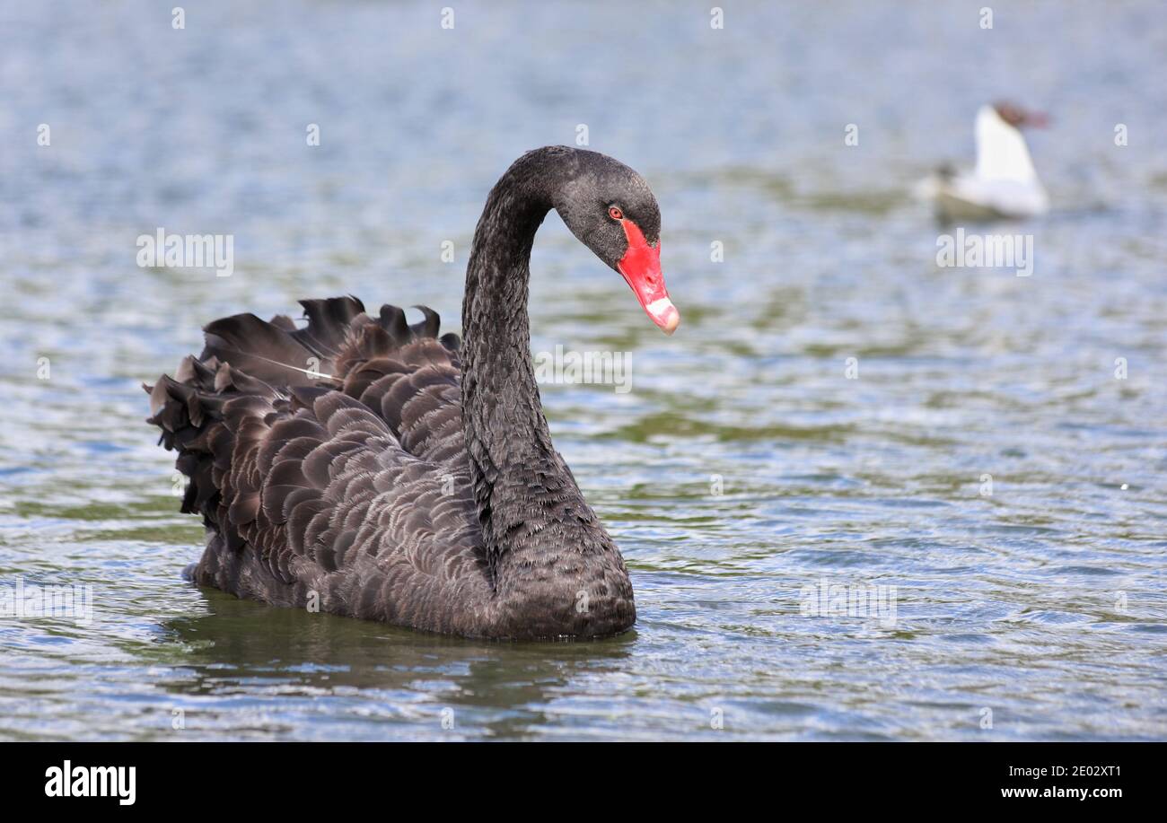Uno splendido Black Swan scivola attraverso le acque ondulate del parco Poole. Uno di una coppia di accoppiamento, non sono stati molto prima di andare avanti. Foto Stock