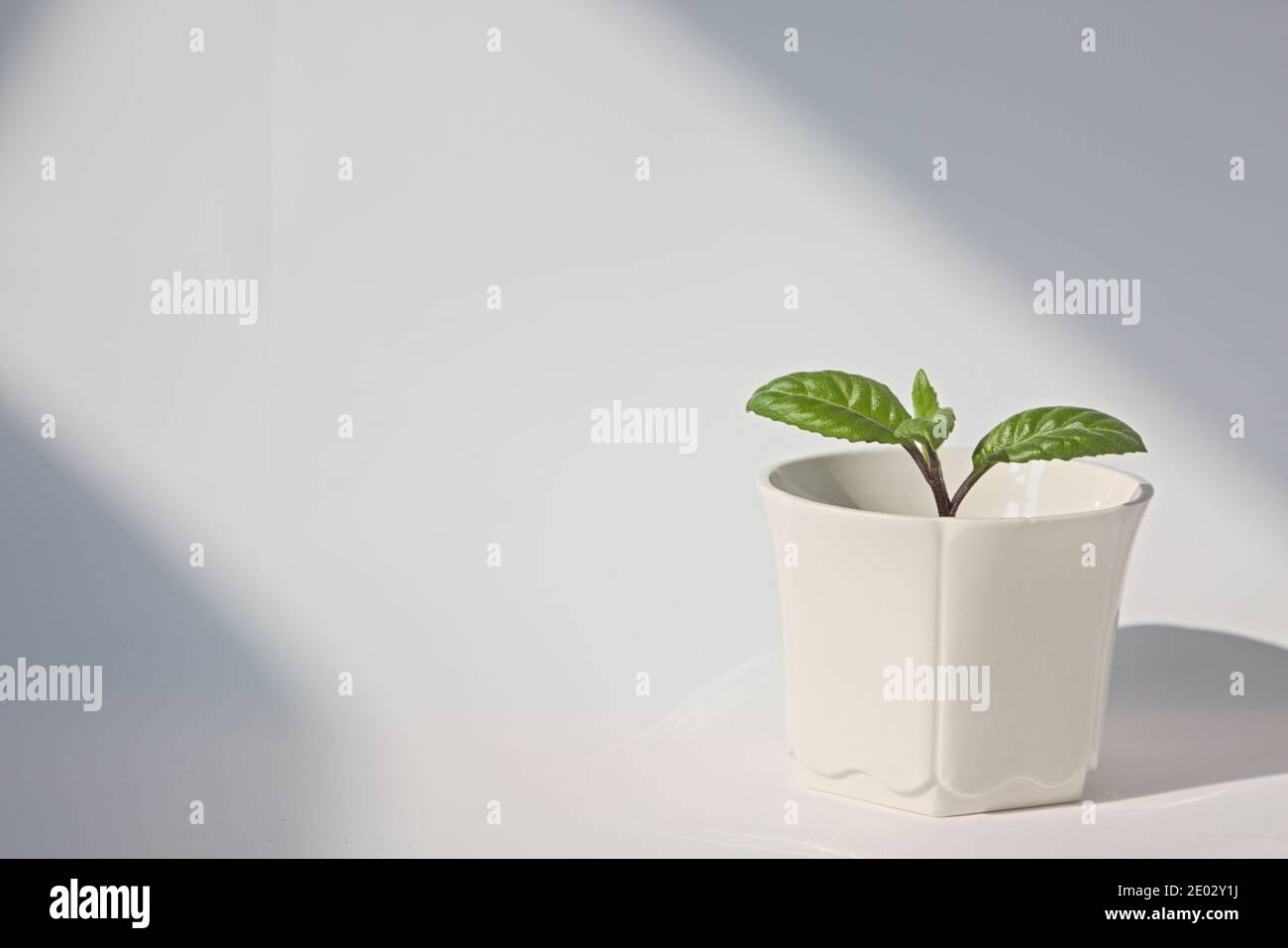 Verde vaso pianta interna con piena di luce solare su sfondo bianco, copia  spazio Foto stock - Alamy