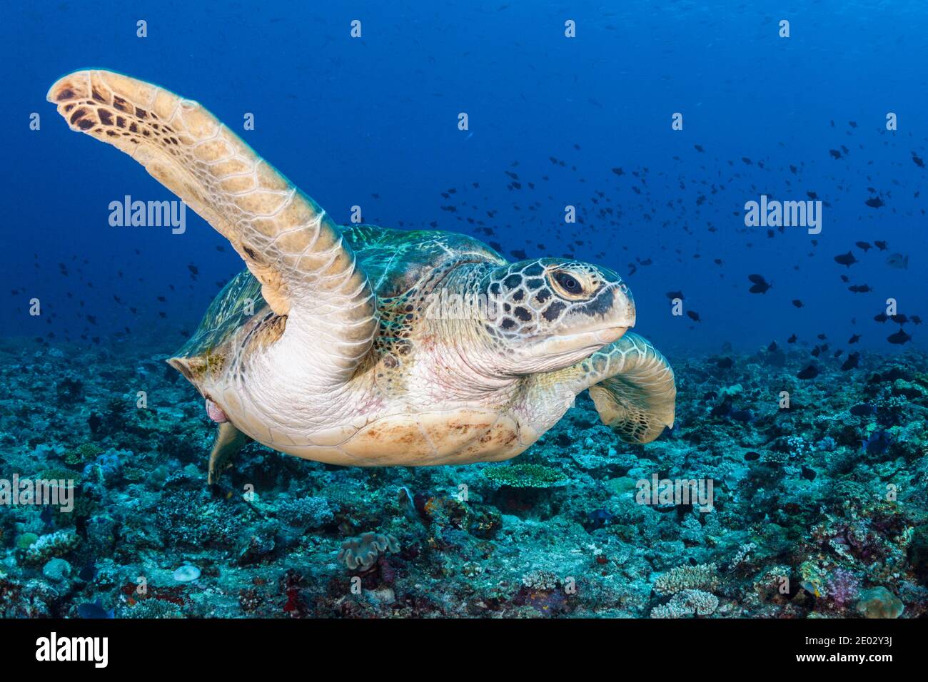 Tartaruga di mare verde, Chelonia mydas, Atollo di Malè Sud, Oceano Indiano, Maldive Foto Stock